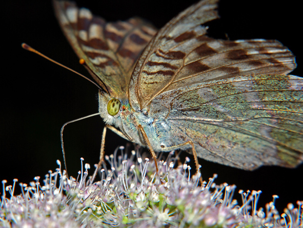 Farfalla da identificare